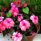 New Guinea Impatiens