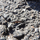 Ground Beetle Larvae