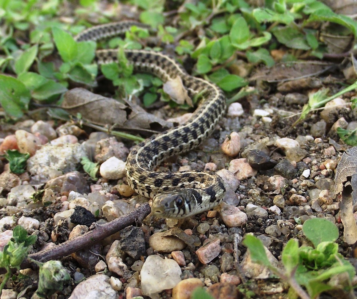 Checkered Garter Snake (Mr. Wiggles)