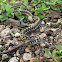 Checkered Garter Snake (Mr. Wiggles)