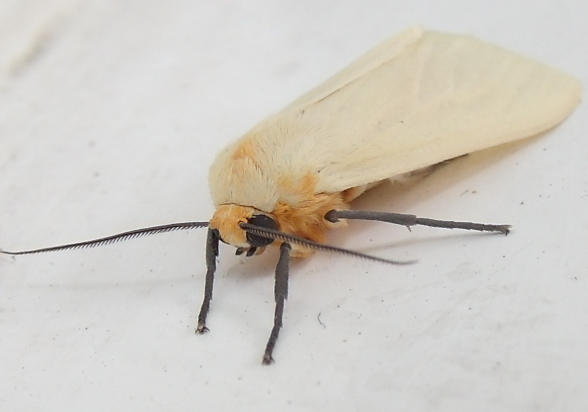 Yellow-winged Pareuchaetes moth