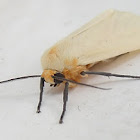 Yellow-winged Pareuchaetes moth