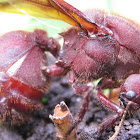 Zompopa reina (Leaf-cutting Ant, Queen)