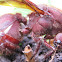 Zompopa reina (Leaf-cutting Ant, Queen)