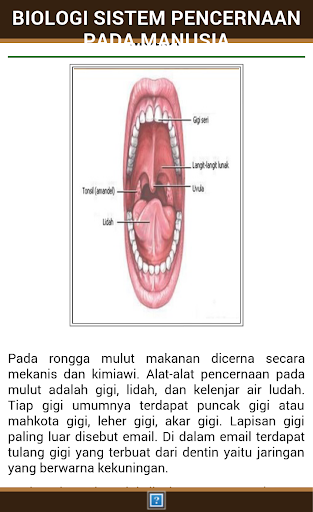 sistem pencernaan