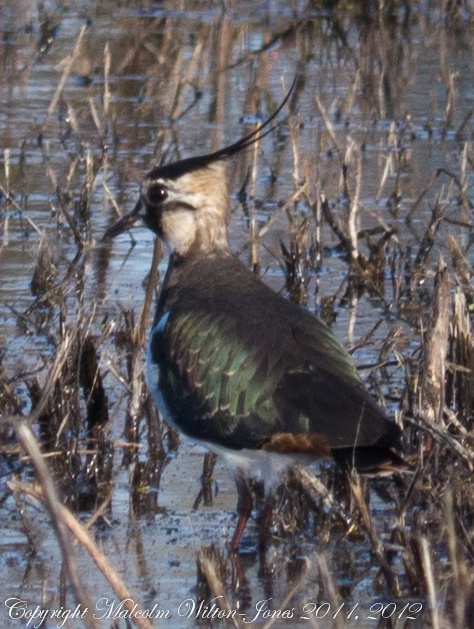 Lapwing; Avefría