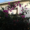 Bougainvilia