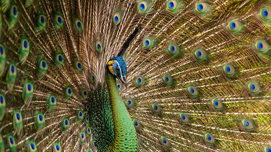 Peacock Feathers Live Wallpaper(圖7)-速報App