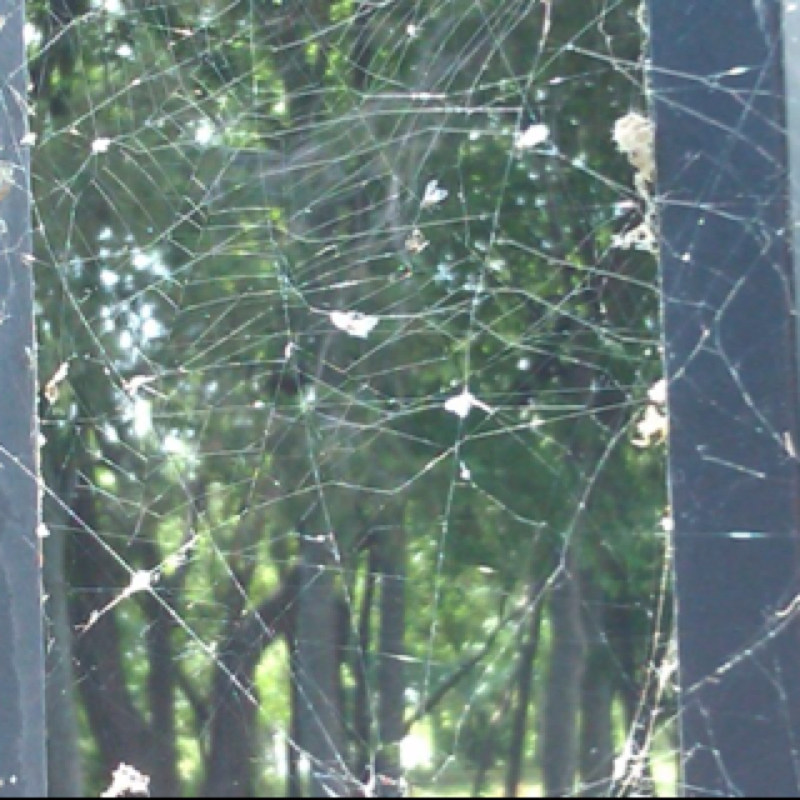Various Spider webs