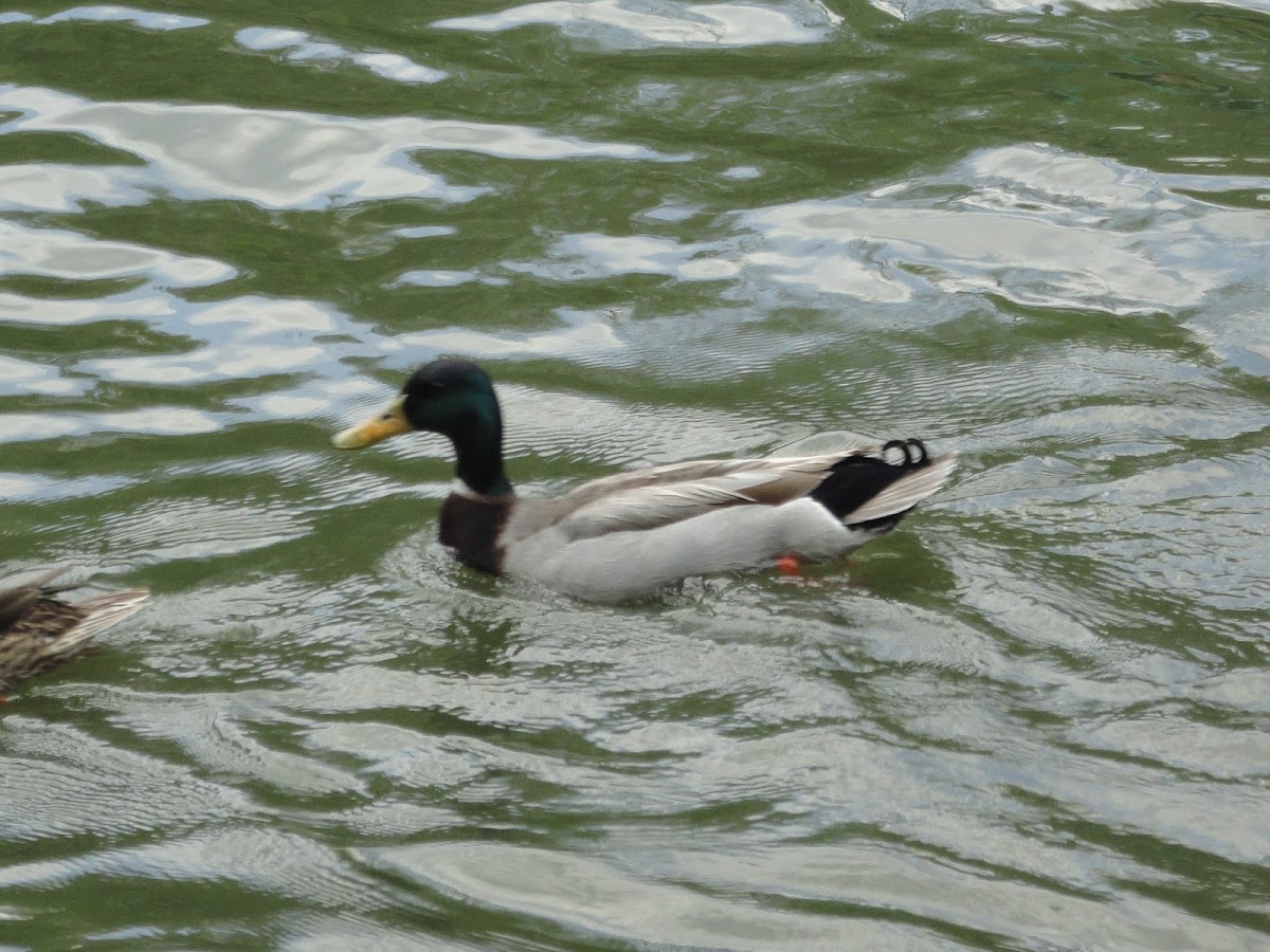 Male Mallard Duck