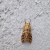 Hickory tussock moth