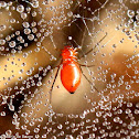 Sheetweb dwarf spider