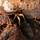 Crab spider, Araña cangrejo
