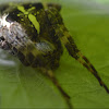 Orb weaver spider - Ragno crociato