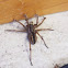 Dotted wolf spider (possibly?)