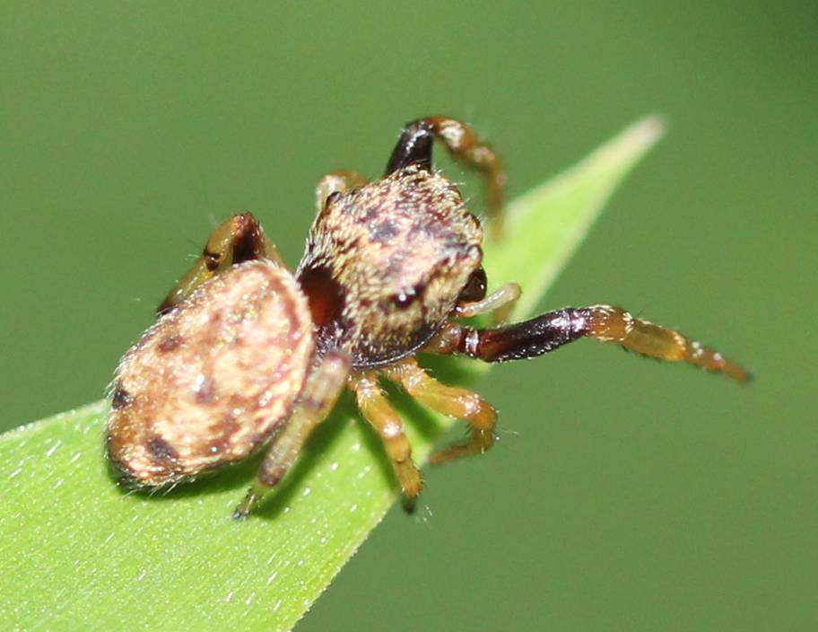 Jumping Spider male