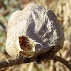 Cecropia moth cocoon