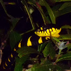 Gold-Ringed Cat Snake