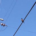 American robin