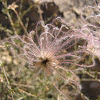 Apache Plume