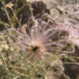 Chihuahuan Desert Plant Survey