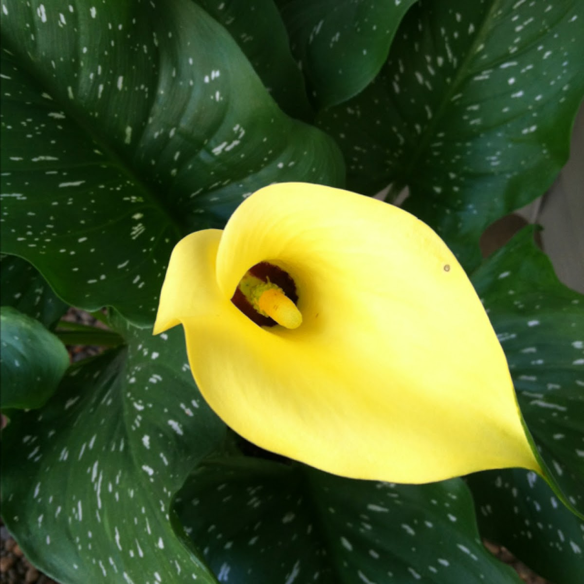 Yellow Cala Lily