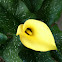 Yellow Cala Lily
