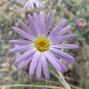 Tansyleaf Tansy-Aster