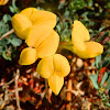 Bird's-foot-trefoil