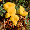 Bird's-foot-trefoil