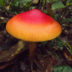 Amanita