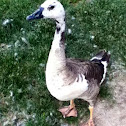Possible Hybrid or Leucistic Canada Goose