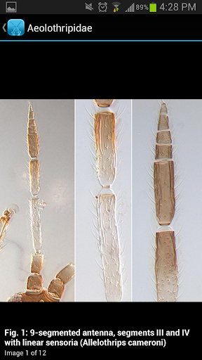 【免費教育App】Pest Thrips of East Africa-APP點子