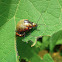 Gravid & Mating Leaf Beetles