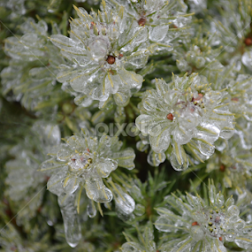 Frozen Flower by Andrew  James Page - Nature Up Close Other Natural Objects