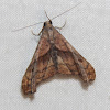 Dark-spotted Palthis - Hodges#8397