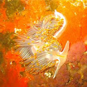 Opalescent nudibranch