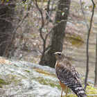 Red-shouldered Hawk