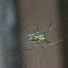 Orchard Weaver Spider