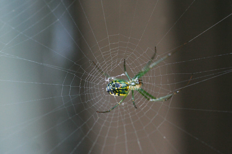 Orchard Weaver Spider