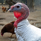 Turkey (female)