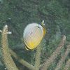 Redfin Butterflyfish