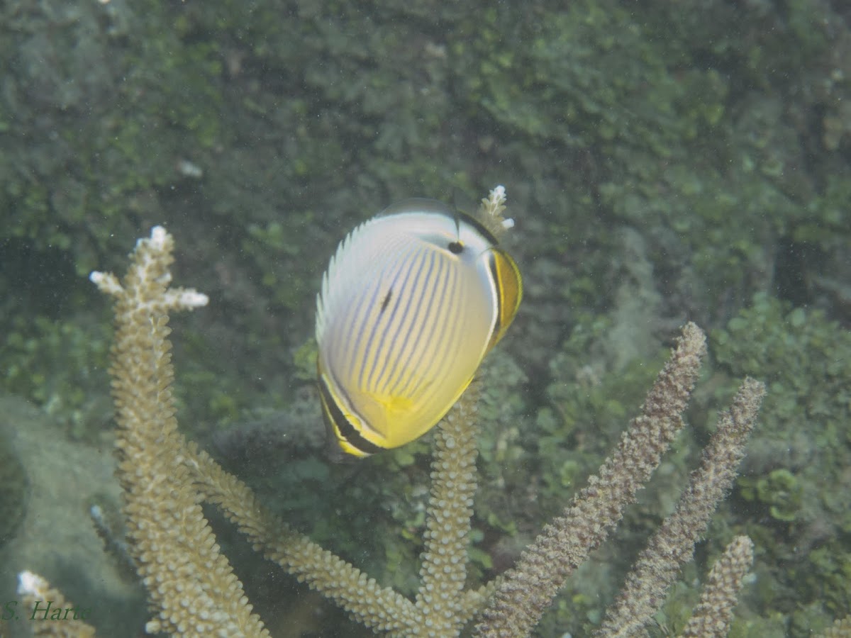 Redfin Butterflyfish