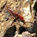 Stone Centipede