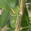 Lime Butterfly Caterpillar (5th Instar)