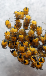 How to download Baby spiders Live Wallpaper patch 1.0 apk for laptop