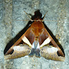 Fasciolated Melipotis Moth