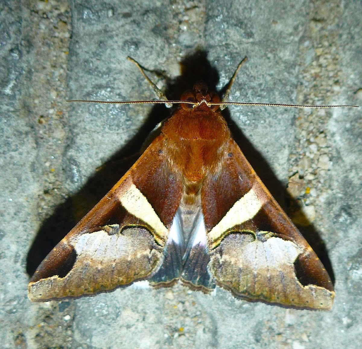 Fasciolated Melipotis Moth