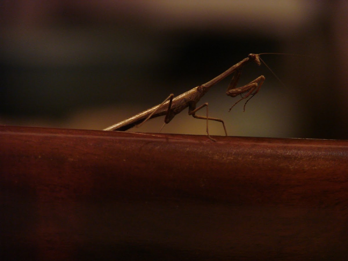 Praying Mantis (bactromantis)