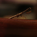 Praying Mantis (bactromantis)